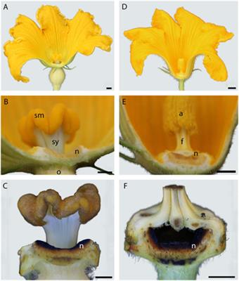 Sex-Dependent Variation of Pumpkin (Cucurbita maxima cv. Big Max) <mark class="highlighted">Nectar</mark> and <mark class="highlighted">Nectar</mark>ies as Determined by Proteomics and Metabolomics